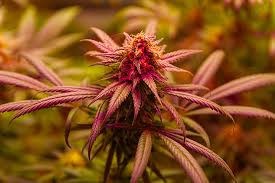 Exploring Fat Bastard Weed Characteristics, Benefits, and Cultivation Exploring Fat Bastard Weed Characteristics, Benefits, and Cultivation