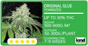 Exploring Fat Bastard Weed Characteristics, Benefits, and Cultivation Exploring Fat Bastard Weed Characteristics, Benefits, and Cultivation